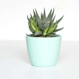 Potted succulent