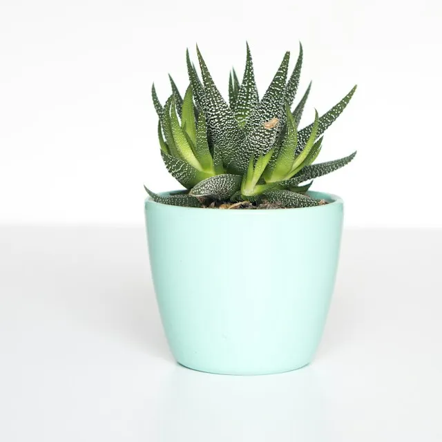 Plante grasse en pot
